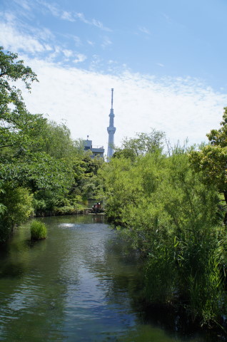向島百花園の池から東京スカイツリーを臨む。